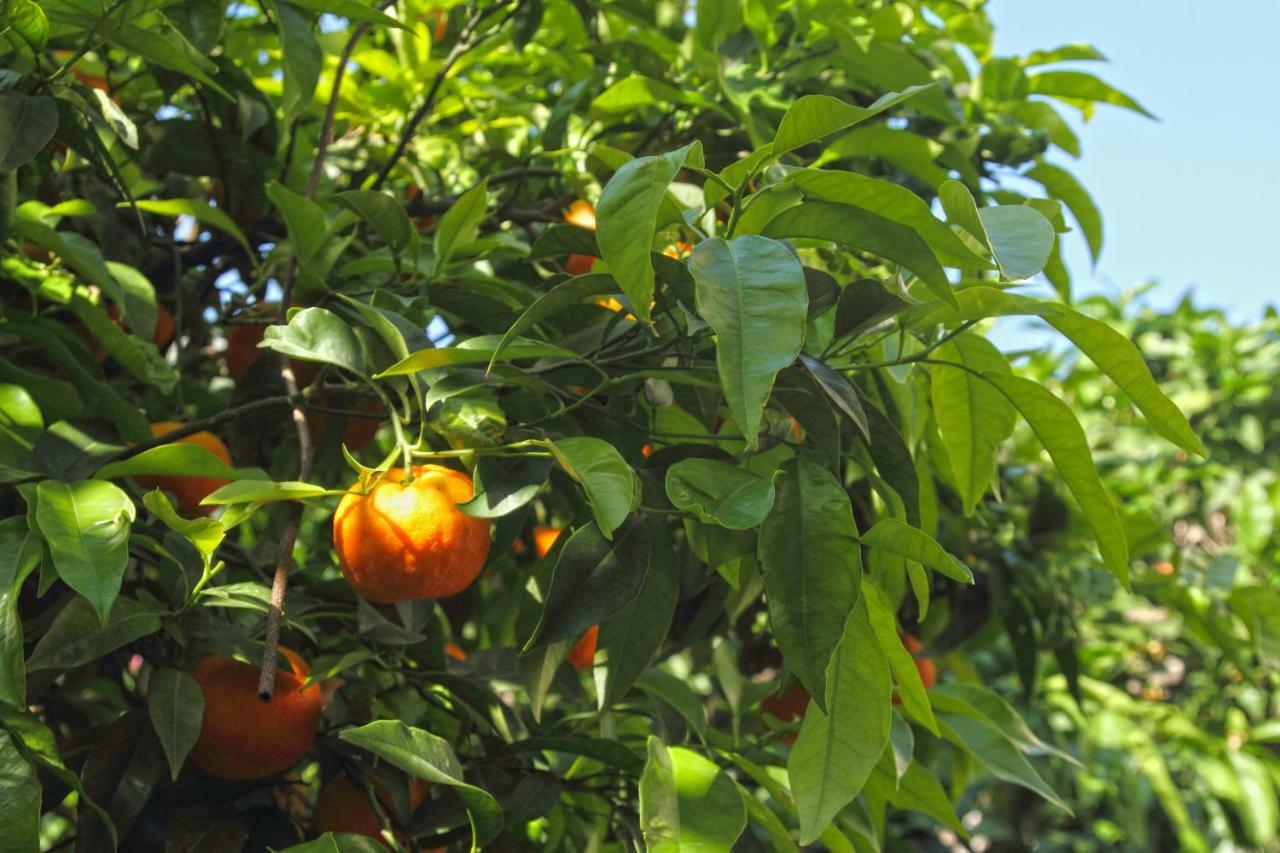 Old Town Garden Apartments Dubrovnik Ngoại thất bức ảnh